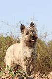 CAIRN TERRIER 038